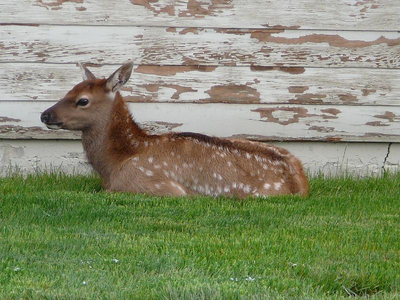 Elk calf.jpg - This fawn was "parked" behind our cabin by his mom.  He was left there for at least 3 hours.